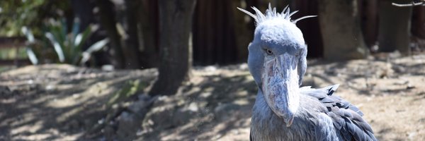 kettyacom Profile Banner