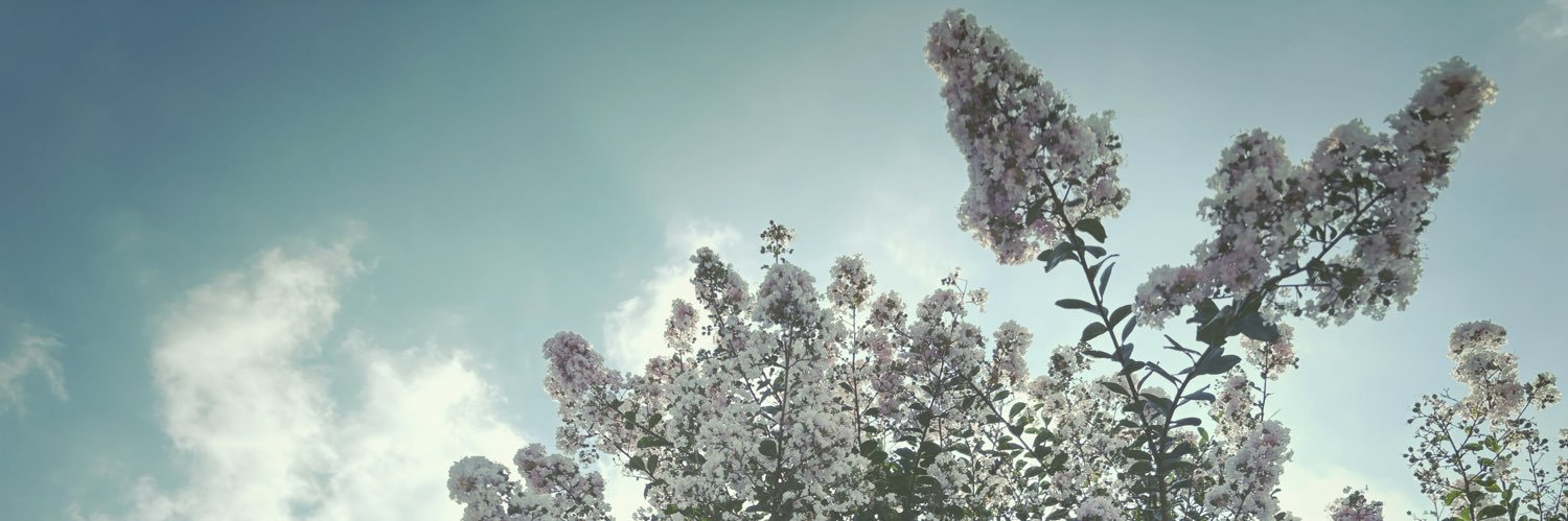 myodocopa_com's profile banner image