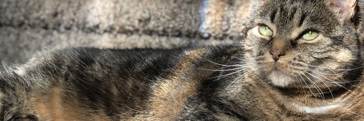 abigaaailbrown's profile banner image