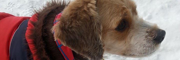 andrewcockerpoo's profile banner image
