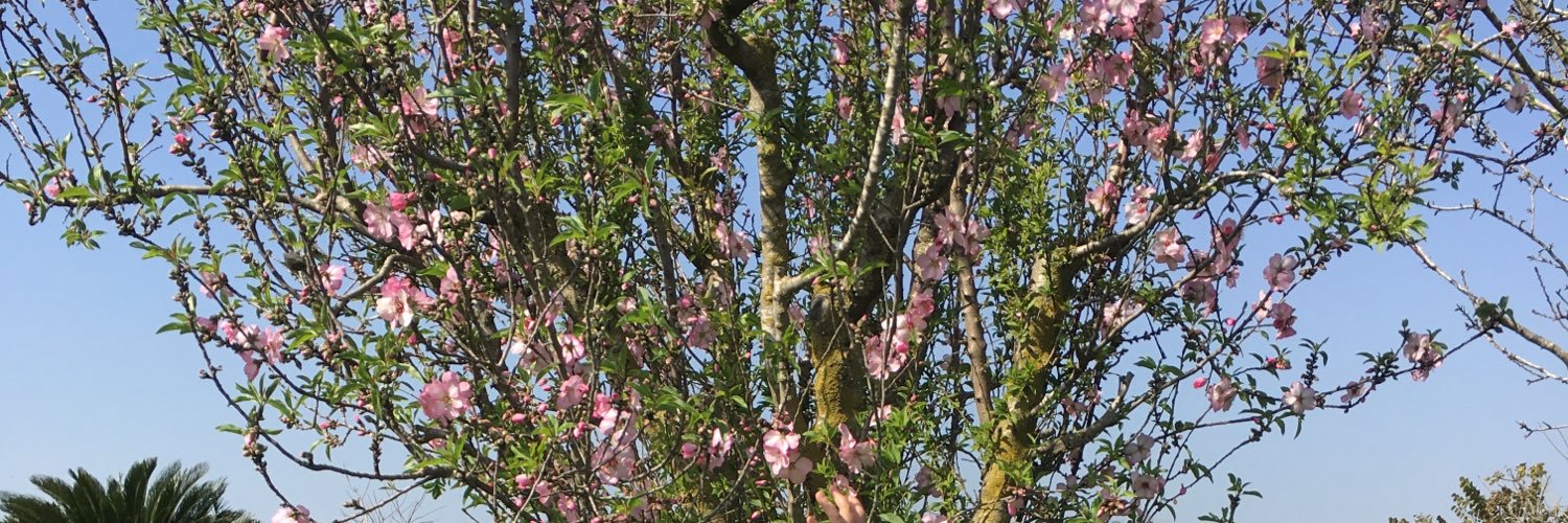 רומי נוימרק Romy Neumark banner