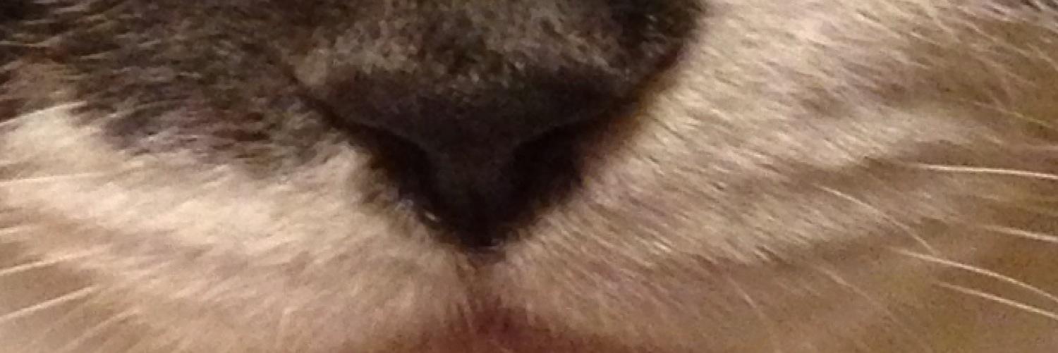 mt5622's profile banner image