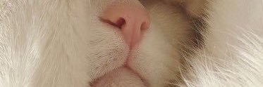 ___Toasty's profile banner image