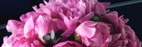 erikalfiani's profile banner image
