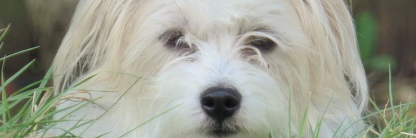 Sober_Dan_51 Profile Banner