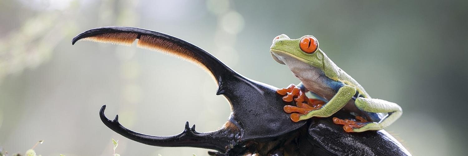 froggin06's profile banner image
