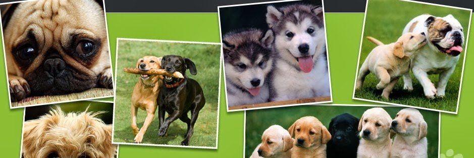 Perros_Amigos's profile banner image