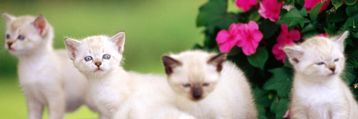 猫猫アルバム's banner