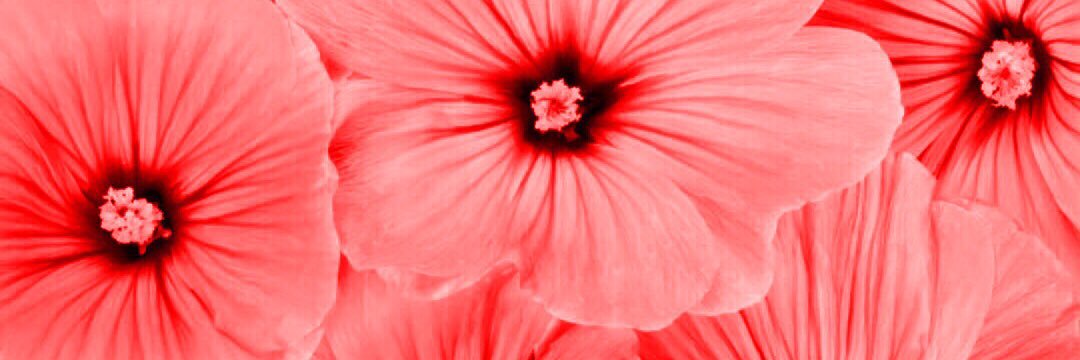 chiarateocchi banner