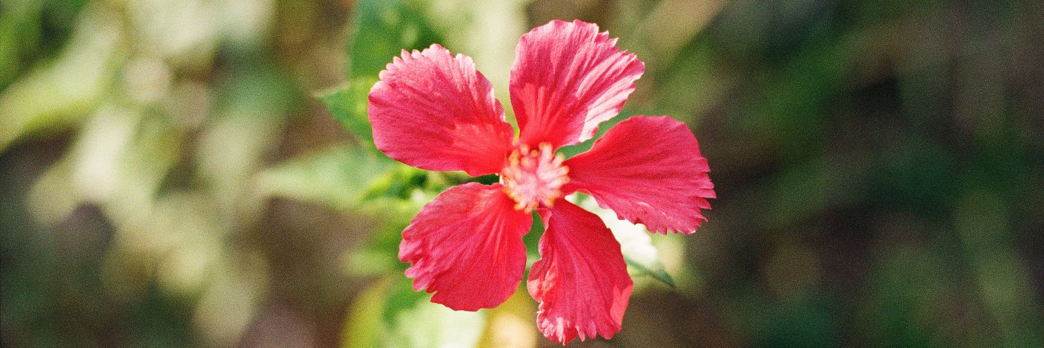 msminatweeds's profile banner image