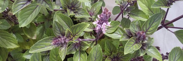 semantic_cat Profile Banner