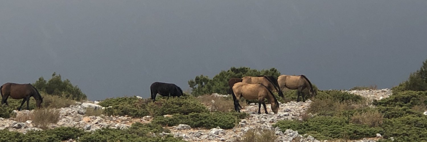 Mustafa Alimoğlu banner