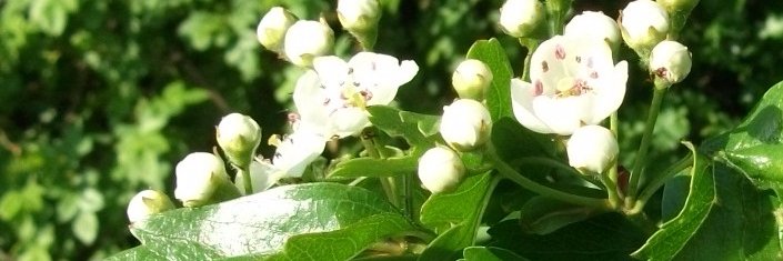 anabelenalonso4's profile banner image