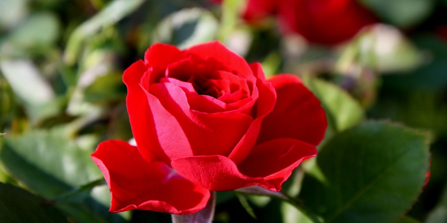 Amanda jane yates banner