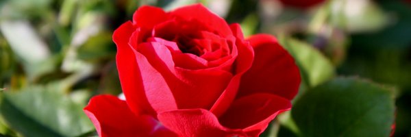 Redrosewitch Profile Banner