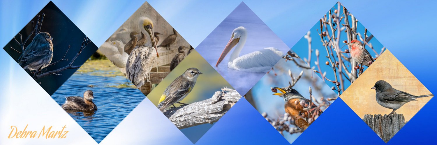 Debra Martz's banner