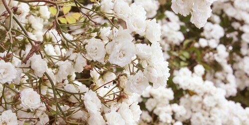 Marileen_xx's profile banner image