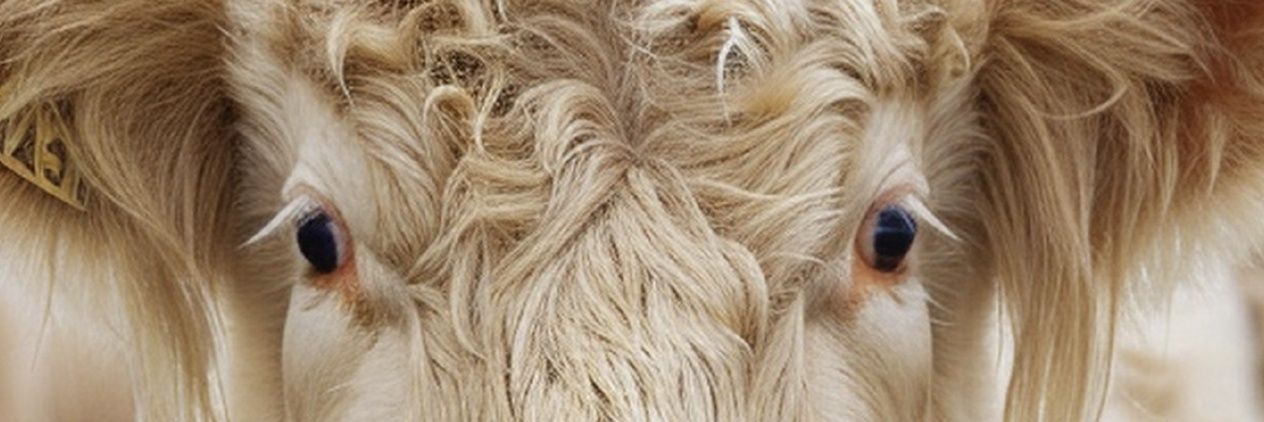 Alper_Barak's profile banner image