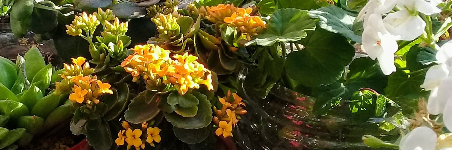 DanitaDist's profile banner image