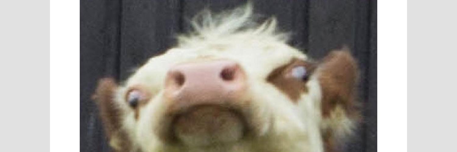 Dunphybomb's profile banner image