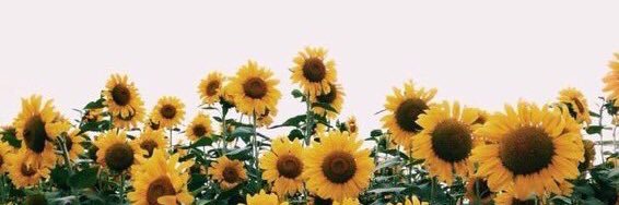 KRESS_nicole's profile banner image
