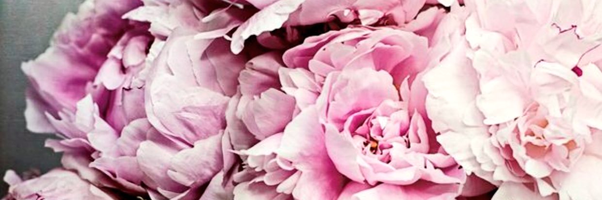 alliesemp's profile banner image