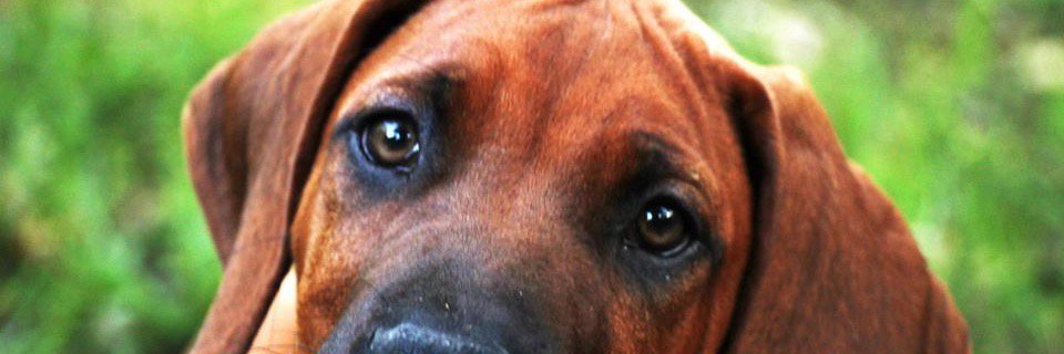 danrsarmi's profile banner image