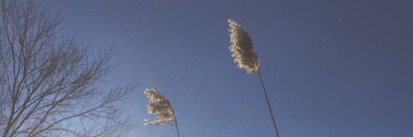 buhdools Profile Banner