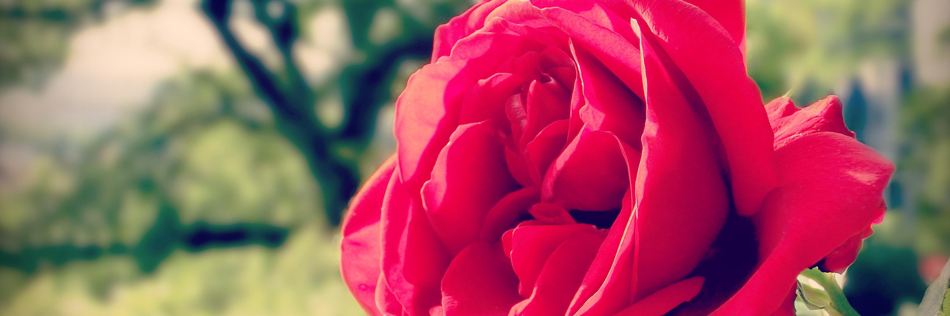 LadyDebby's profile banner image