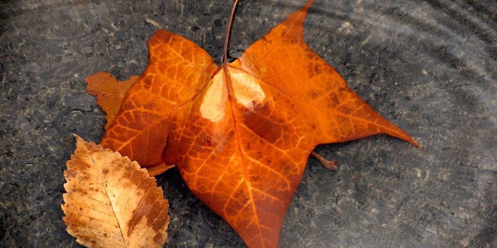 MyLifeAsSarrah's profile banner image