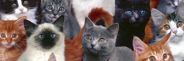 Batroman Profile Banner