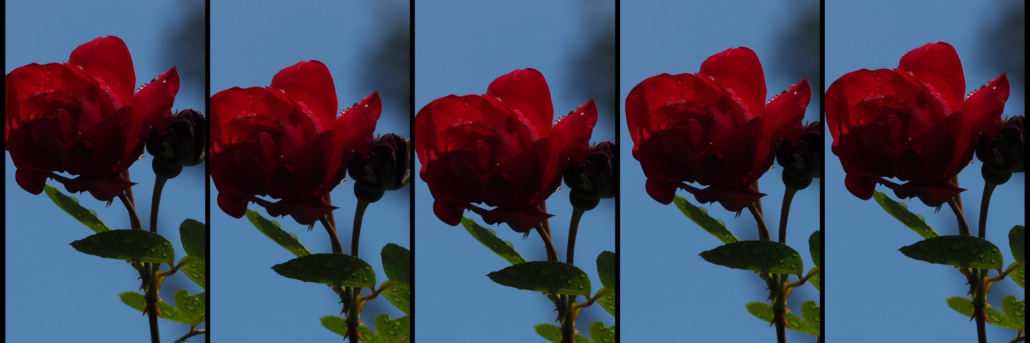 Coppertje's profile banner image