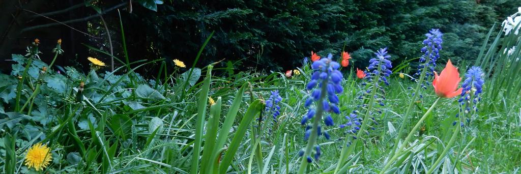 Sarie van 't Hof banner