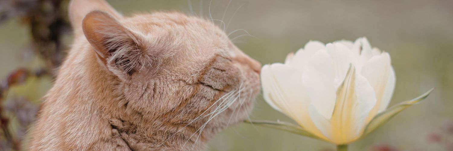 Benson's Pet Center banner