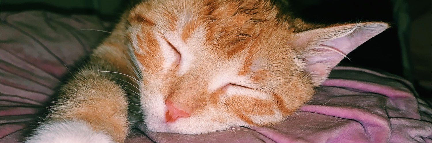 MollyHoward26's profile banner image