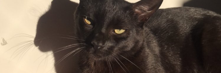 kojcat's profile banner image