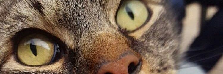 v0devil_1's profile banner image