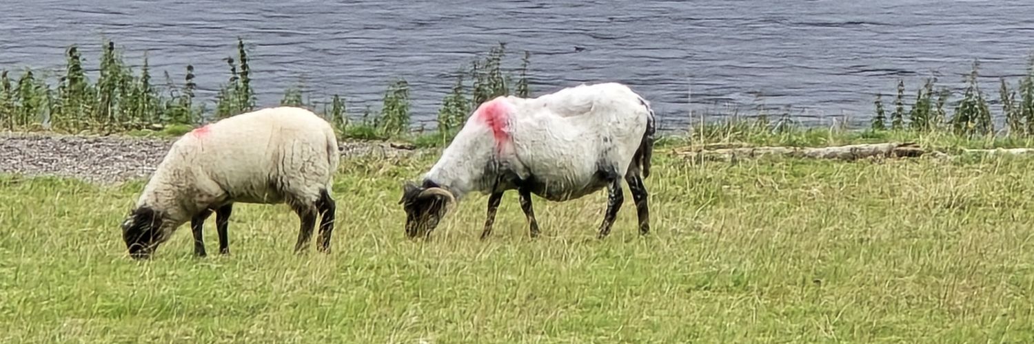 Felipe Antonio banner