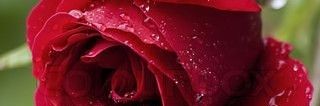 EM1362's profile banner image