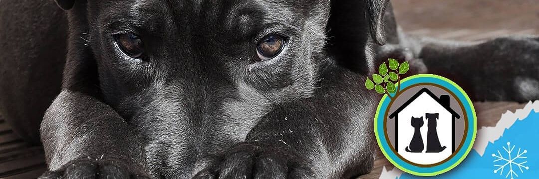 ApoyoAnimalST's profile banner image