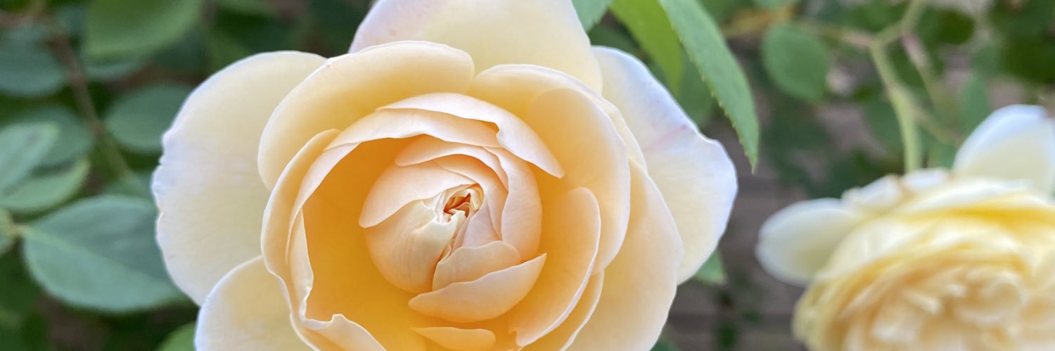 LisaBBruce's profile banner image