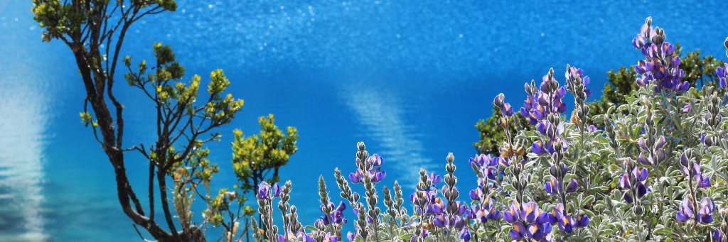 Carrozaplastica's profile banner image