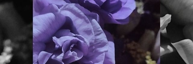 187_Elizabeth's profile banner image