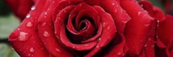 RoselynChumbes's profile banner image