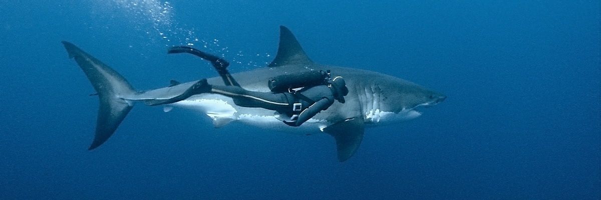 DavidRondavis's profile banner image