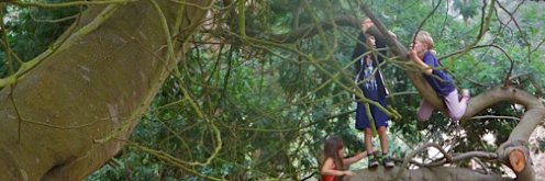 SForestAlliance's profile banner image