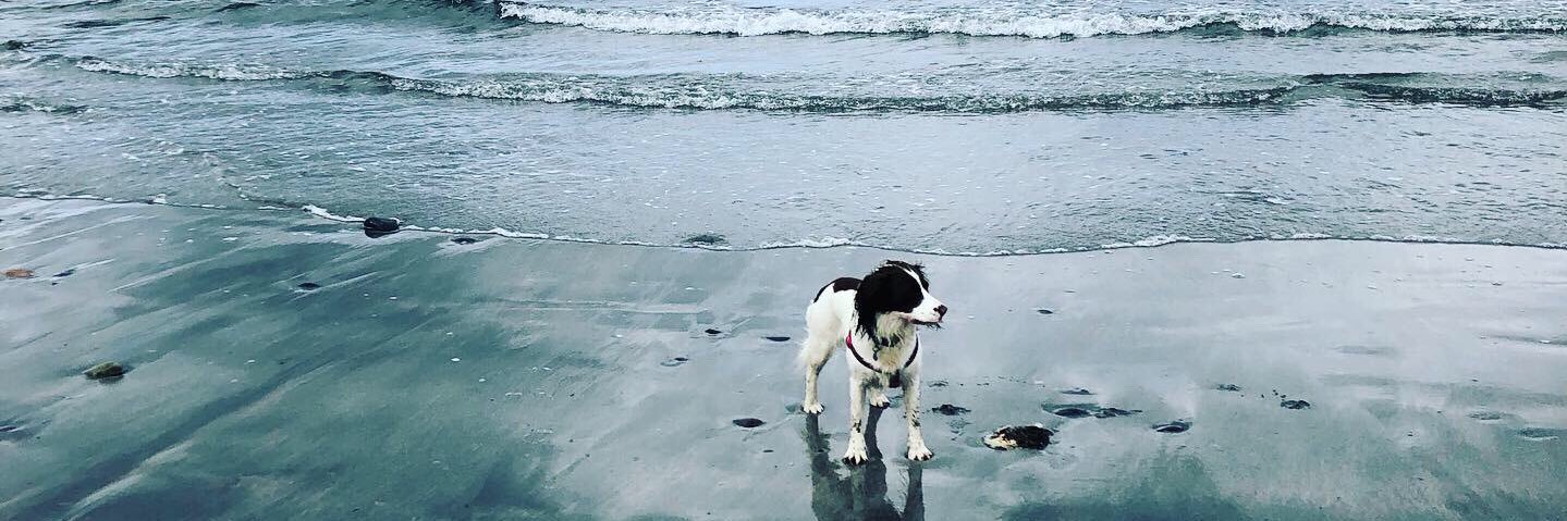 Dr Lorraine Cullen banner