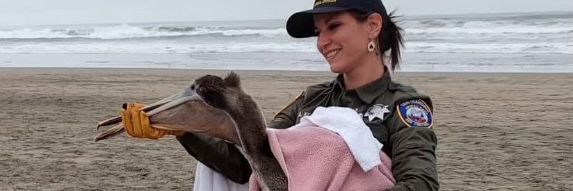 SF Animal Care & Control banner