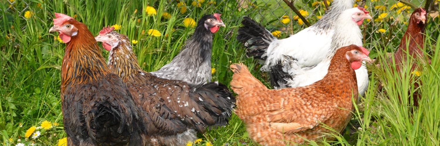 Rural_Poultry's profile banner image
