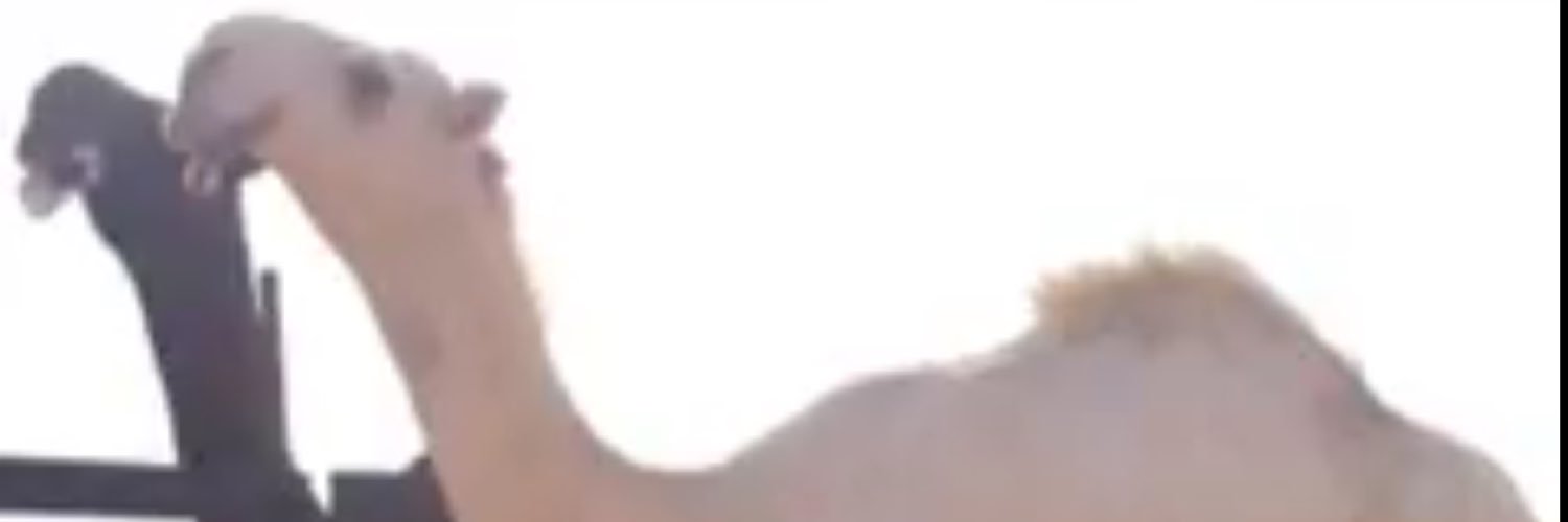 Said23481994's profile banner image